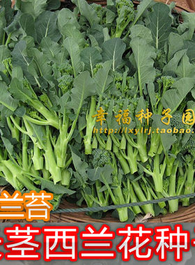 适合阳台种杂交甜杆西兰花