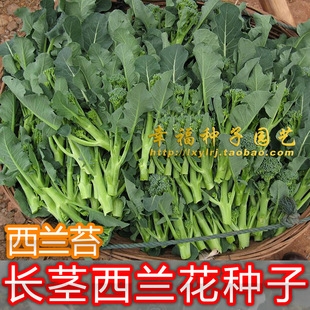 【长茎西兰花】西兰苔 甜杆西兰花 芥兰苔种子青花笋 适合阳台种