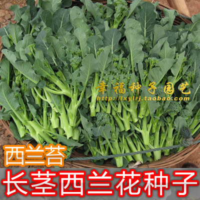 适合阳台种杂交甜杆西兰花