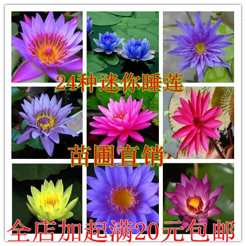 睡莲包邮 盆栽花卉室内种藕碗莲 水培迷你小睡莲花根茎 荷花根块