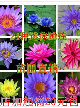 睡莲包邮种藕碗莲水培迷你根块
