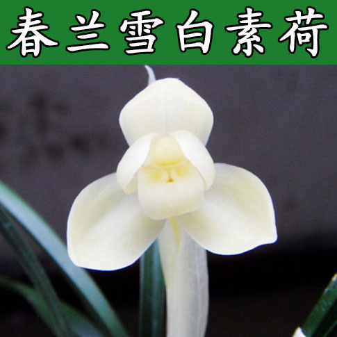 清仓价正品春兰精素心雪白素荷绿植盆栽 兰花~香~美的 免邮