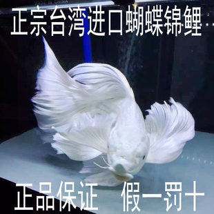 正宗台湾进口蝴蝶鲤鱼白金龙凤锦鲤鱼蝴蝶龙鲤鱼观赏鱼冷水鱼 包邮