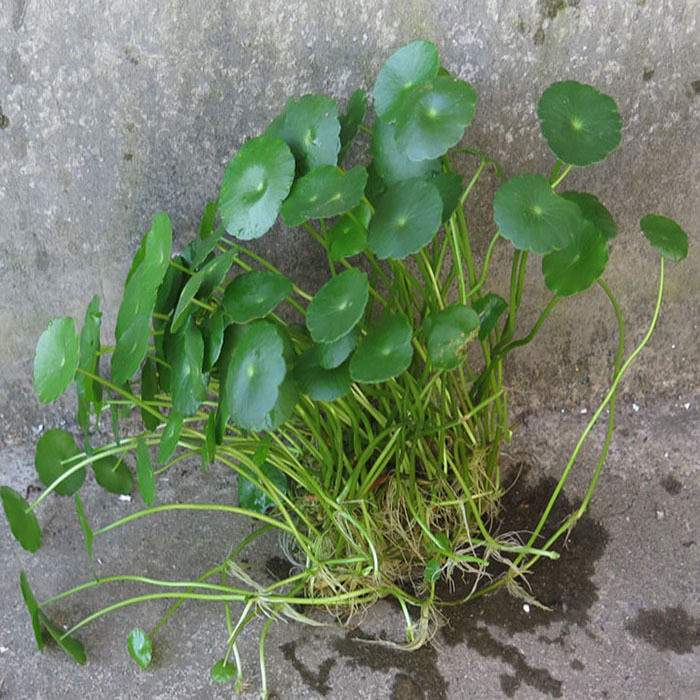 铜钱草室内盆栽花卉绿植绿萝吊兰净化空气水培植物包邮