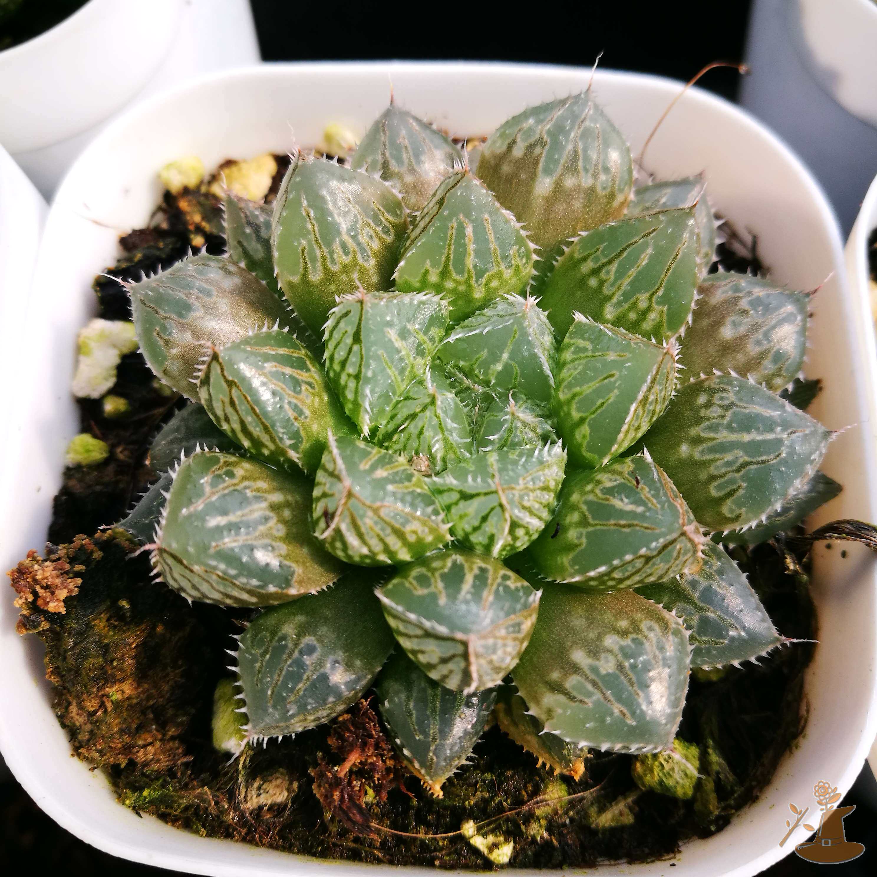 f楼兰 绿野仙踪多肉植物秋季冬季阳台庭院桌面绿植清新