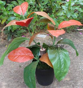 仿真植物叶迷你小盆栽金丝李叶高山榕叶拍摄装饰摆件直销带花盆