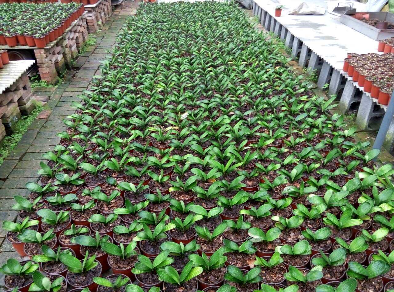 优质鞍山周静学君子兰小苗短叶盆栽精品元宝座高档绿植花卉腊膜麻