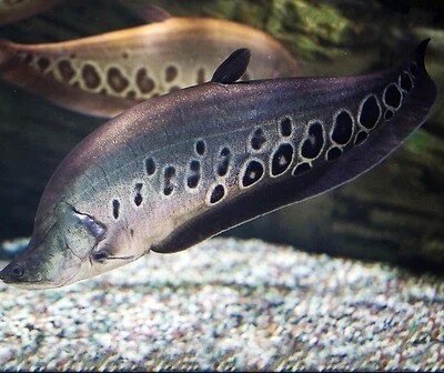 观赏鱼 七星刀鱼 大小型,魔鬼刀鱼,东阳刀 活体