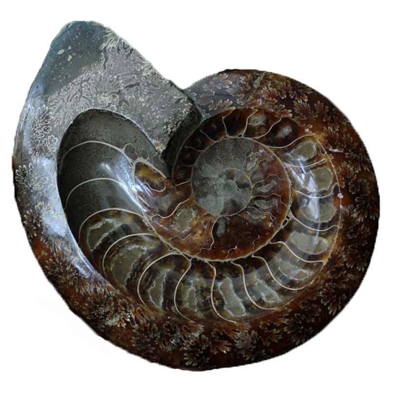 水玉冰魄天然斑彩螺化石烟灰缸摆件 菊花螺化石摆件 一物一图