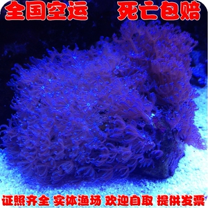 *进口蓝鬼爪-活体- -珊瑚水族-死亡包赔