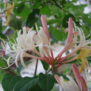 当年开花盆栽健康植物红色藤本金银花苗木芳香透达叶和花都可泡茶