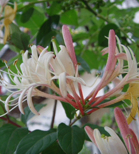植物红色苗木芳香可泡茶金银花