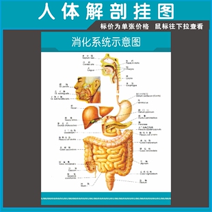 医院科室挂图 海报 人体解剖图 消化系统示意图 医学宣传画贴画66