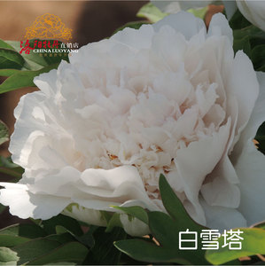 【白雪塔】正宗洛阳牡丹花苗品种保证包邮包对版盆栽花大棵包邮