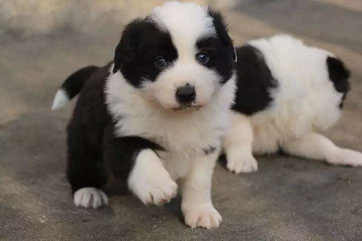 特价纯种边境牧羊犬边牧幼犬出售支持支付宝交易 同城可送货上门