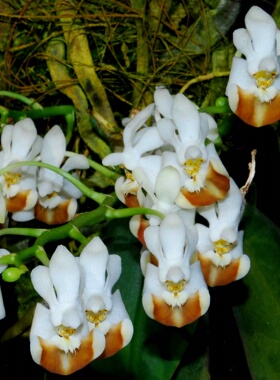 洛比蝴蝶兰 Phal. lobbii 越南原生种 小白兔蝴蝶兰 罗比 蝴蝶兰