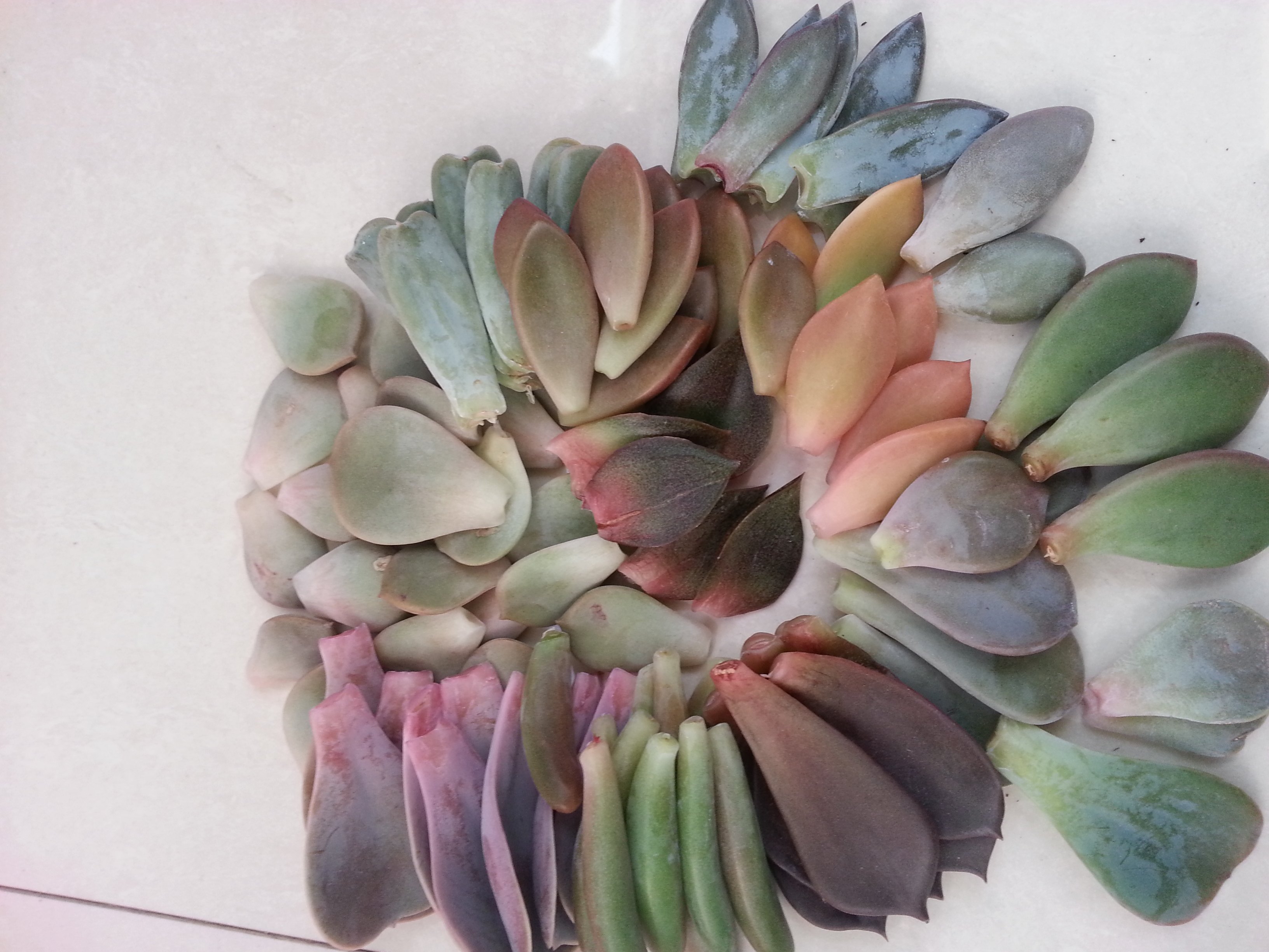 多肉植物叶片白美人 青美人,紫珍珠24种可选叶插用叶片