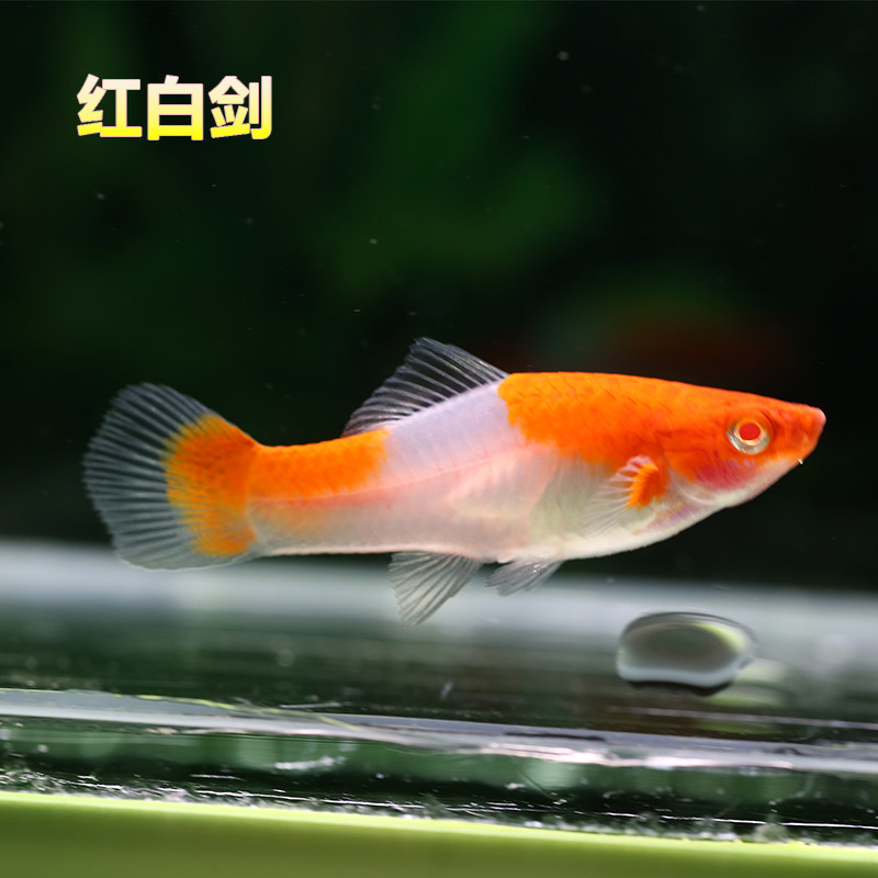 红白剑胎生鱼活体黑尾月光月光米奇三色牡丹苹果箭蓝月光观赏鱼