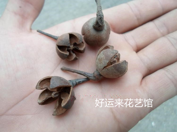 供应工艺材料  干花果壳材料 十字果  质优价廉