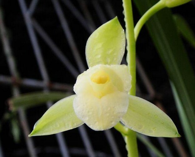 清仓价兰花建兰壮苗带芽金边叶艺开荷型花正品 天鹅素