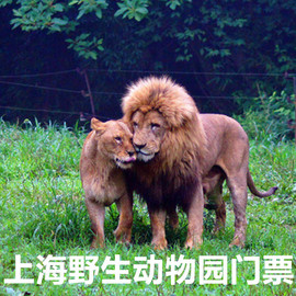 [上海野生动物园-大门票]上海野生动物园门票动物世界门票图片