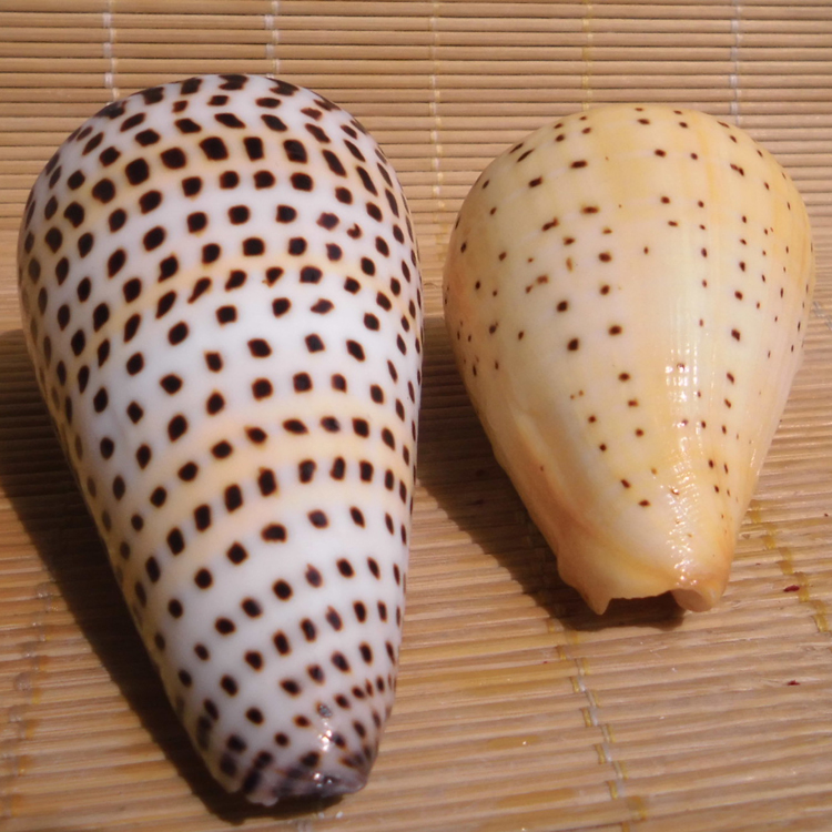 天然大海螺贝壳芋螺黑