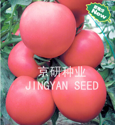 硬粉8号/粉果大果番茄种子春秋茬 西红柿种子农科院蔬菜京研5g