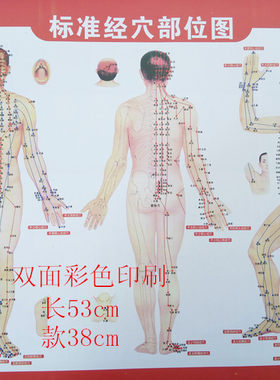 正版标准人体穴位图大挂图 全身穴位经络图经穴部位图刮痧艾灸图