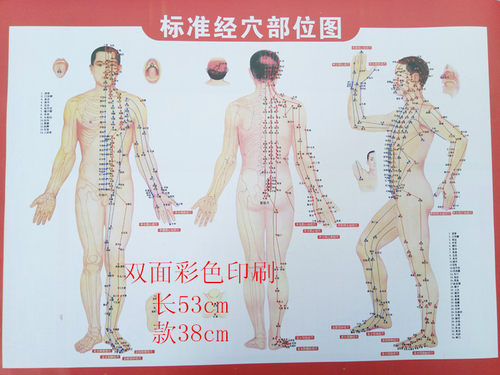 正版标准人体穴位图大挂图 全身穴位经络图经穴部位图刮痧艾灸图