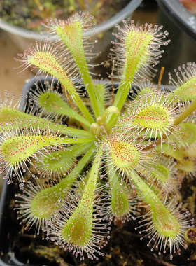 食虫植物-斯奈德瑞茅膏菜（Drosera x snyderi）