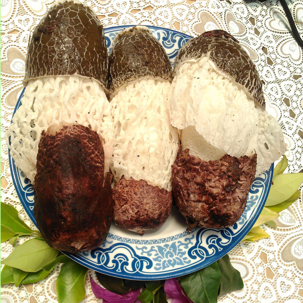 2斤顺丰包邮新鲜 竹荪 竹孙 云南野生菌特产 食用菌蘑菇 餐厅酒店