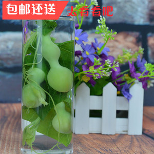 天然保鲜小葫芦摆件水晶玻璃葫芦家居饰品装饰创意礼品工艺品