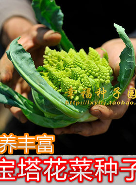 罗马进口春秋西兰花种子春秋播种