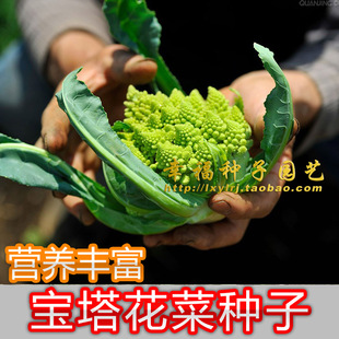 【宝塔花菜种子】罗马花菜青花菜 进口西兰花种子春秋播种 绿菜花