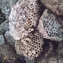 中药材 野生蜂房 露蜂房 马蜂窝 蜂巢 野蜂窝 黄蜂窝 500克
