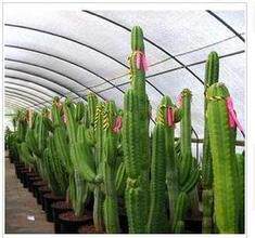 龙骨花 又名 量天尺  阳台庭院仙人柱花卉植物室内办公室客厅盆栽