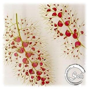 Utricularia vulgaris 寻常狸藻丨食虫植物 （水生狸藻）