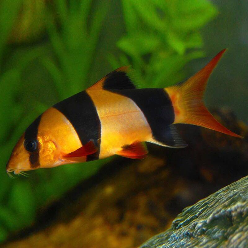 三間鼠魚 小醜泥鳅 熱帶魚觀賞魚清缸工具魚活體寵物魚在類目 寵物/寵物食品及用品, 水族世界, 魚中 - 來自Buy2taobao.com提供專業的淘寶代購服務