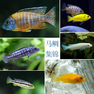 三湖慈鲷坦马鲷淡水热带观赏鱼活体黑线王子非洲篮斑马雪中红汐灵
