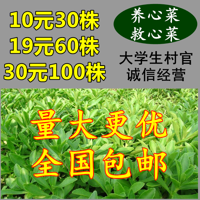 蔬菜高钙景天三七种苗新鲜养心菜