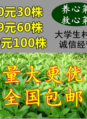 蔬菜高钙景天三七种苗新鲜养心菜