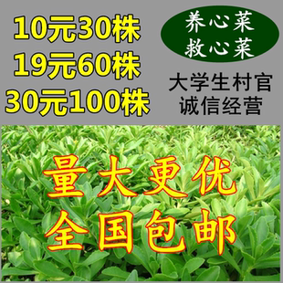 养心菜救心菜救心草高钙菜景天三七费菜种苗种子茶粉新鲜野生蔬菜