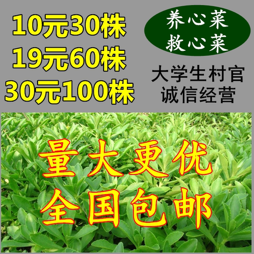 蔬菜高钙景天三七种苗新鲜养心菜