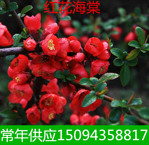 庭院植物海棠花盆栽海棠小苗贴梗