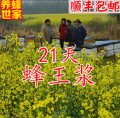 新鲜原春浆油菜浆原浆蜂乳蜂皇浆农家生态蜂王浆纯正天然 包邮