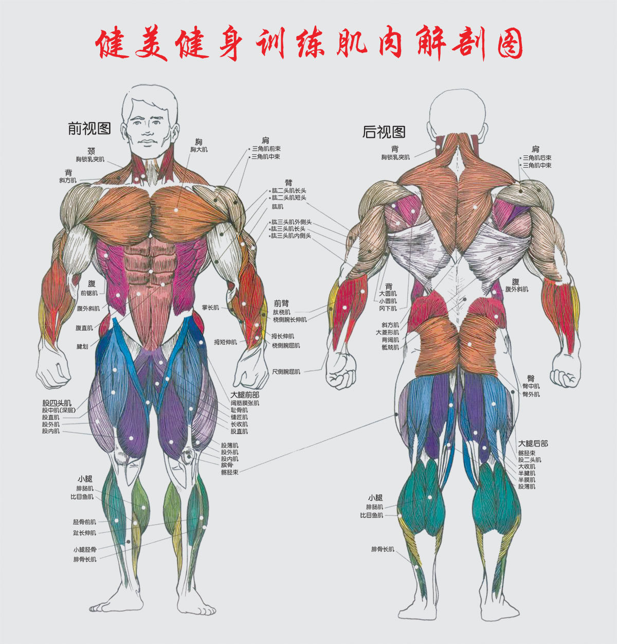 756海报印制展板写真喷绘852健美健身训练肌肉解剖图