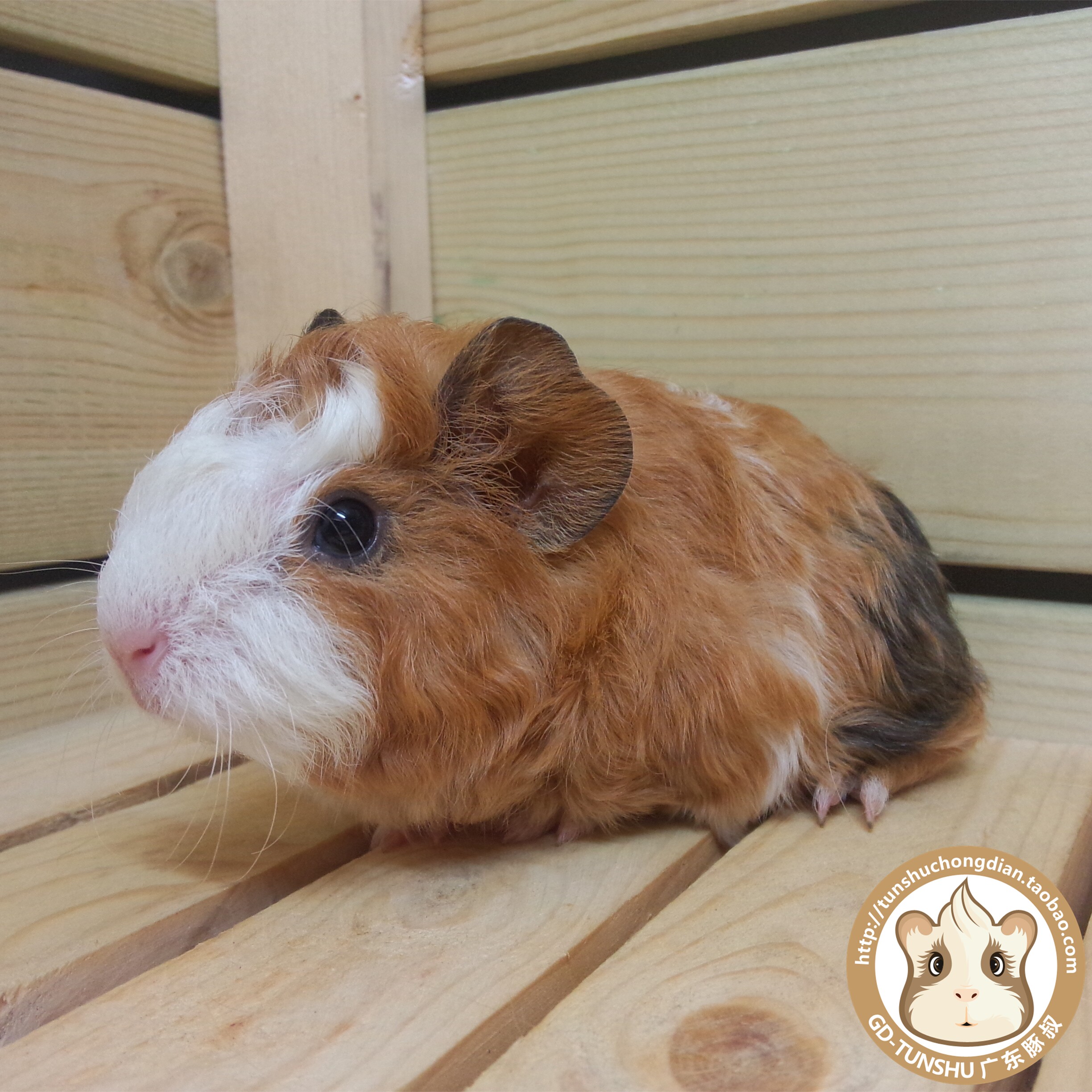 包邮家养宠物荷兰猪天竺鼠豚鼠活体宝宝/稀有色/棕刺泰迪冠毛妹妹