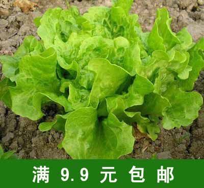 生菜种子包邮 意大利四季抗热耐抽苔生菜种子  400粒