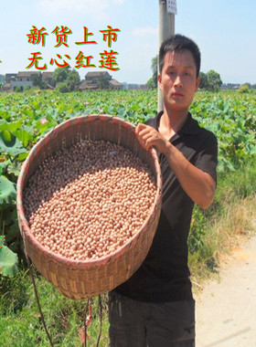 2025年新莲湖南特产湘潭粉糯易煮无硫去心无芯红莲子干货500g包邮