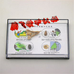 教学仪器 43153植物种子传播方式标本 小学自然课 生物实验器材